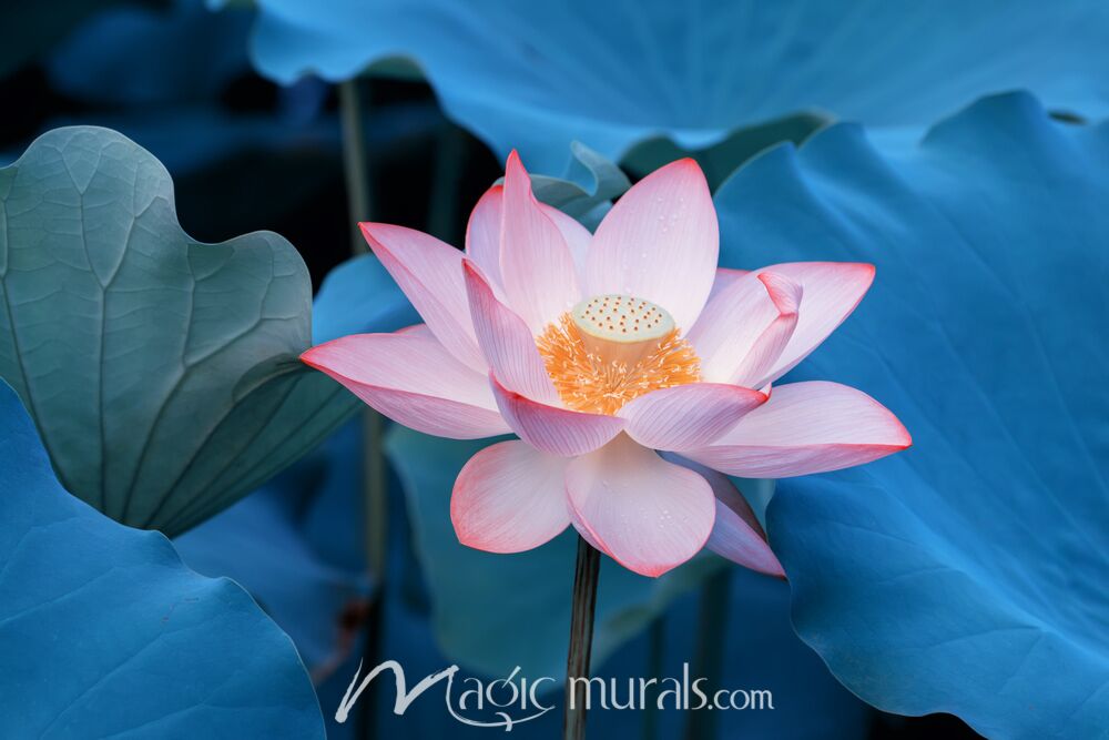 Blooming Lotus Flower 3427 Wallpaper Wall Mural