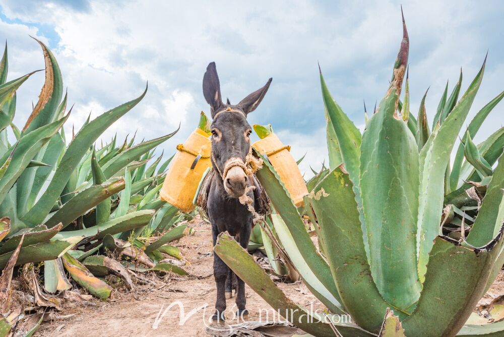 Donkey in Maguey Field 4588 Wallpaper Wall Mural