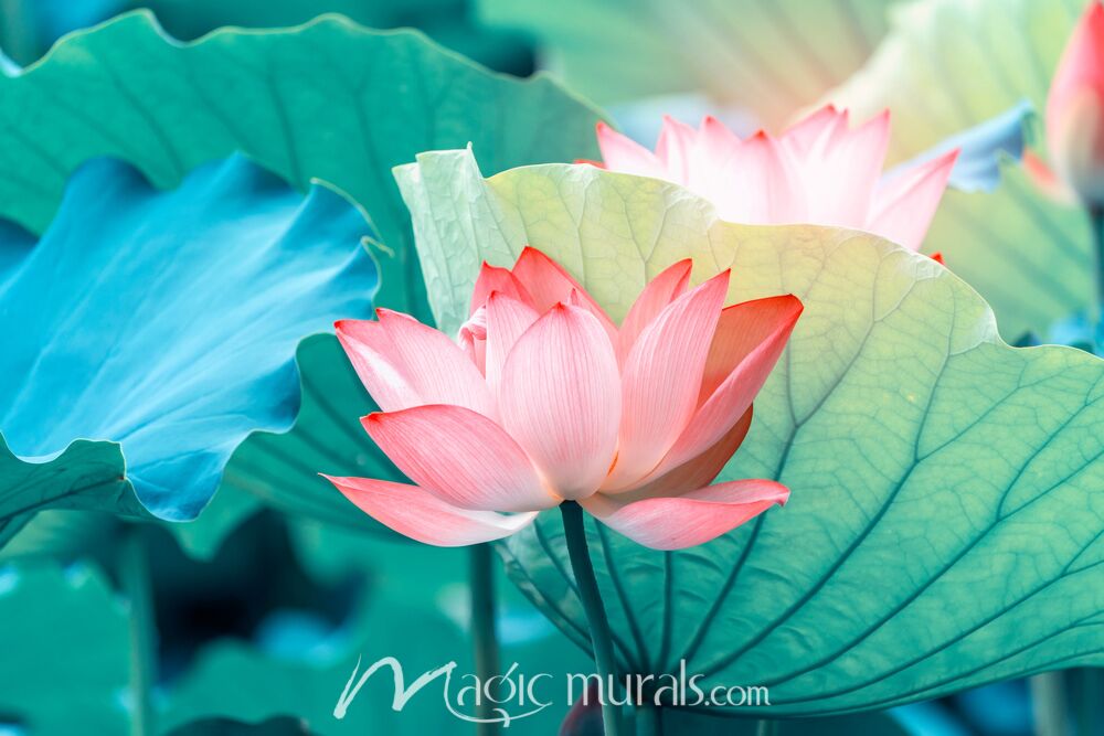 Blooming Lotus Flower 0911 Wallpaper Wall Mural