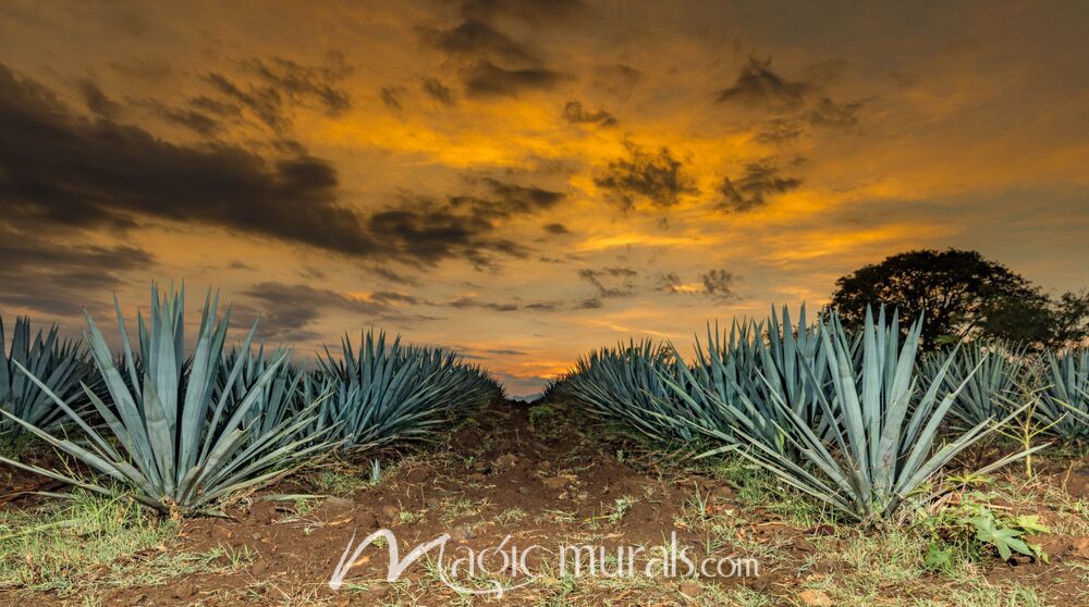 Agave Sunset 9025 Wallpaper Wall Mural