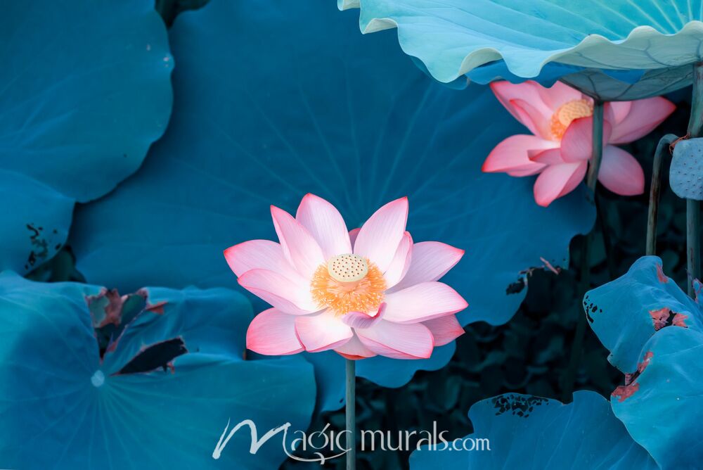 Blooming Lotus Flower 9185 Wallpaper Wall Mural