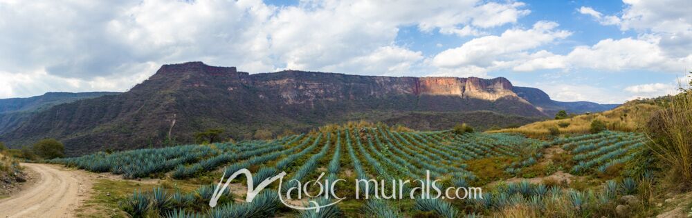 Jalisco Tequila Field 8922 Wallpaper Wall Mural