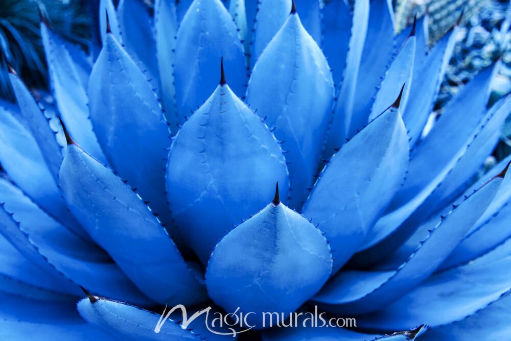 Blue Agave Plant 9895 Wallpaper Wall Mural