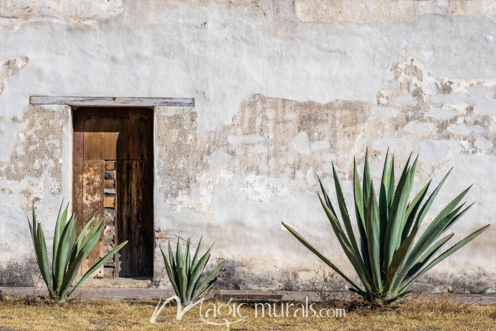 Oaxaca Agave Plants 5018 Wallpaper Wall Mural