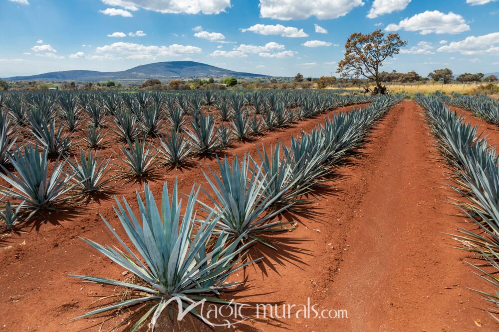 Agave Field 8333 Wallpaper Wall Mural