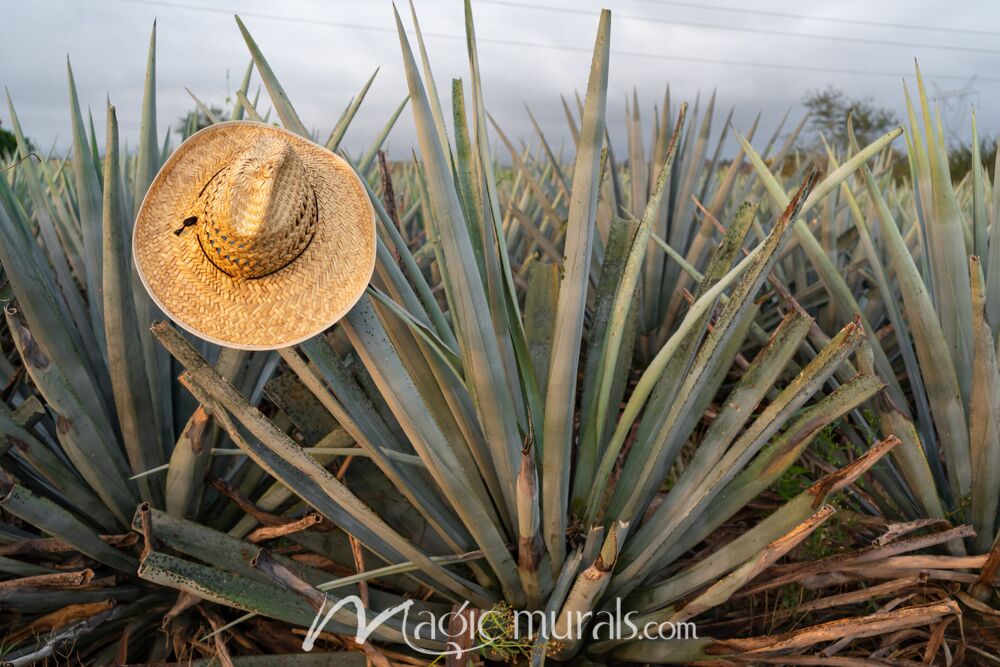 Agave Field 4380 Wallpaper Wall Mural