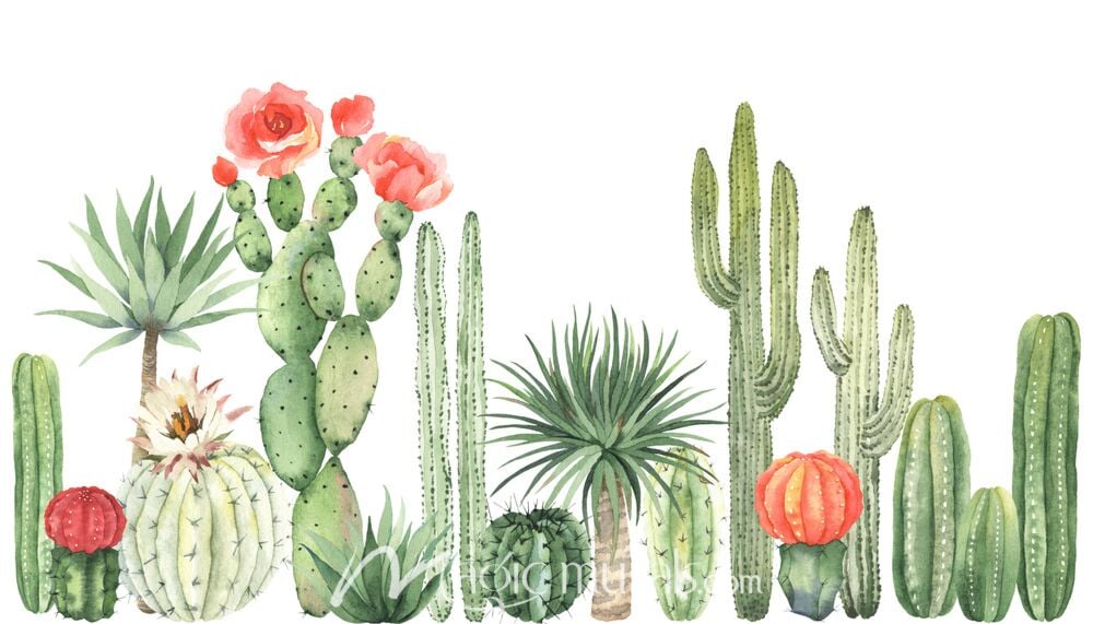 Cacti and Succulents 6769 Wallpaper Wall Mural