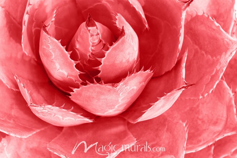 Pink Agave Plant 9289 Wallpaper Wall Mural