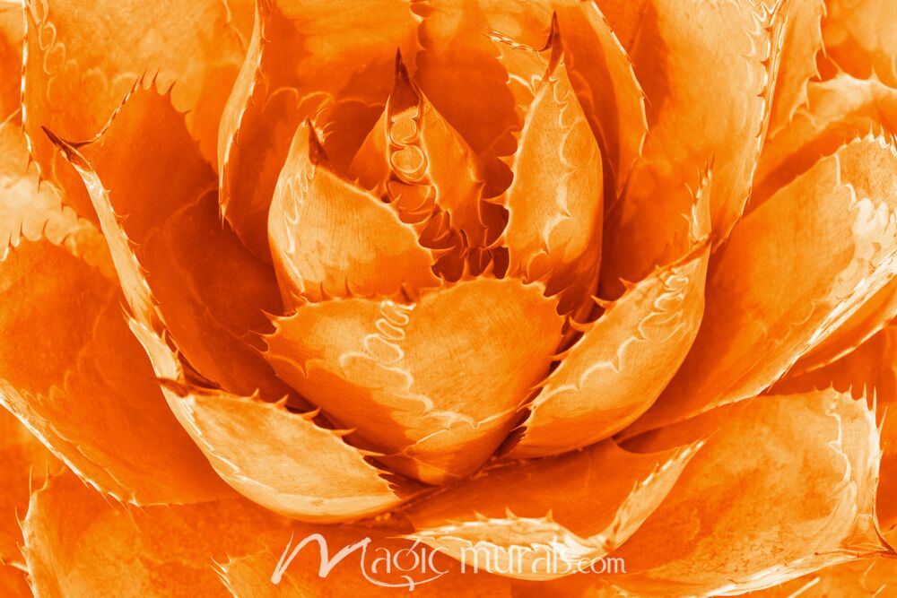 Orange Agave Wallpaper Wall Mural