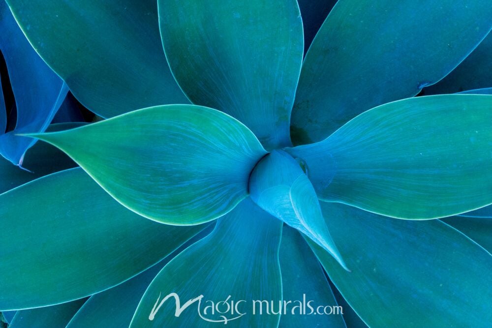 Agave Macro 0549 Wallpaper Wall Mural