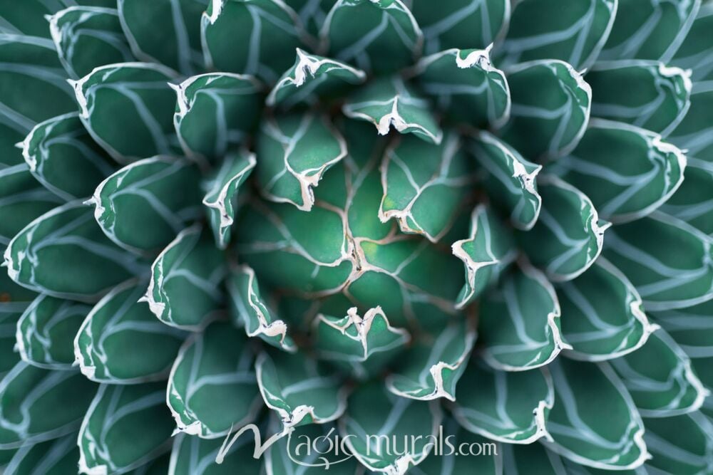 Agave Macro 2848 Wallpaper Wall Mural