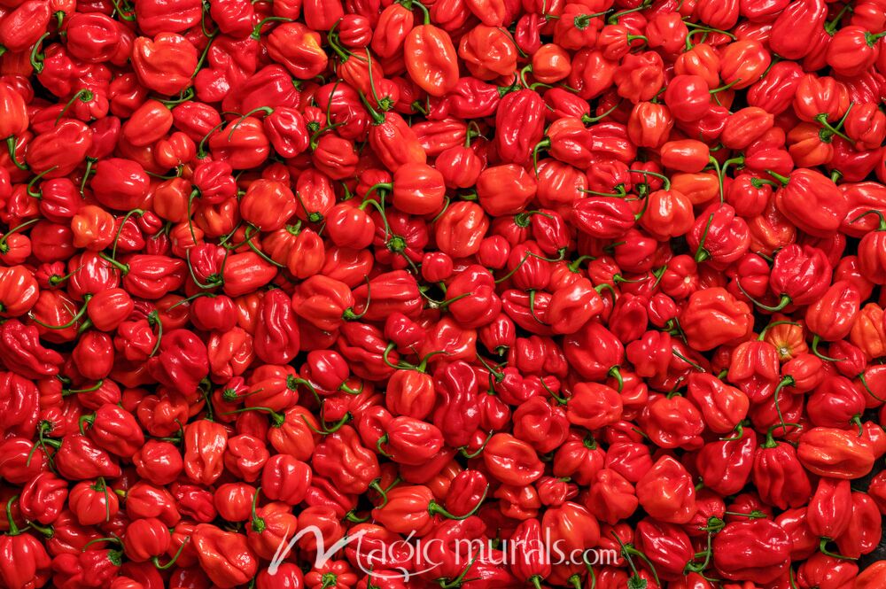 Habanero Peppers 1877 Wallpaper Wall Mural