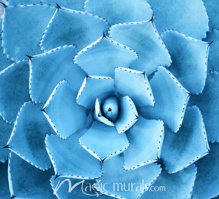 Blue Agave 0897 Wallpaper Wall Mural