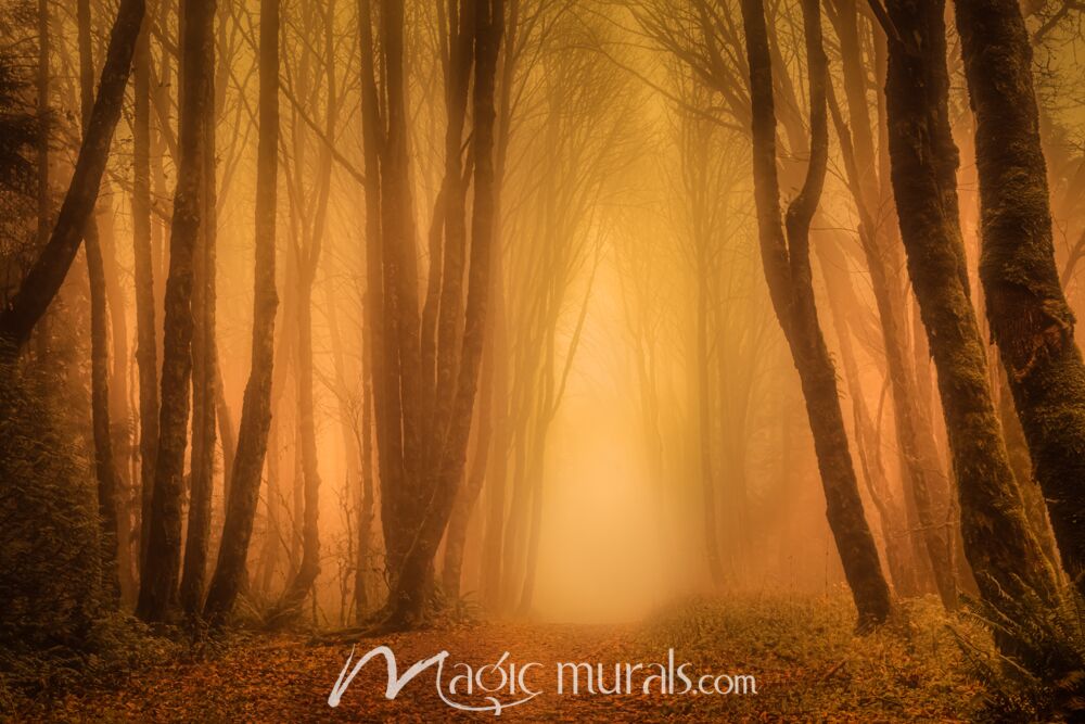 Light Through the Misty Trees I - Schwartz Wallpaper Wall Mural