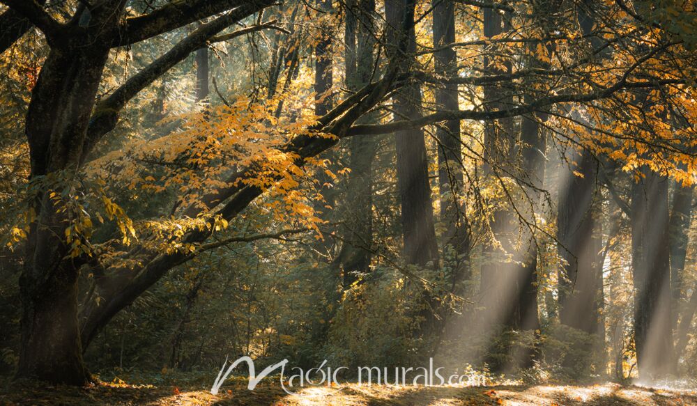 Beams of Forest Light – Schwartz Wallpaper Wall Mural