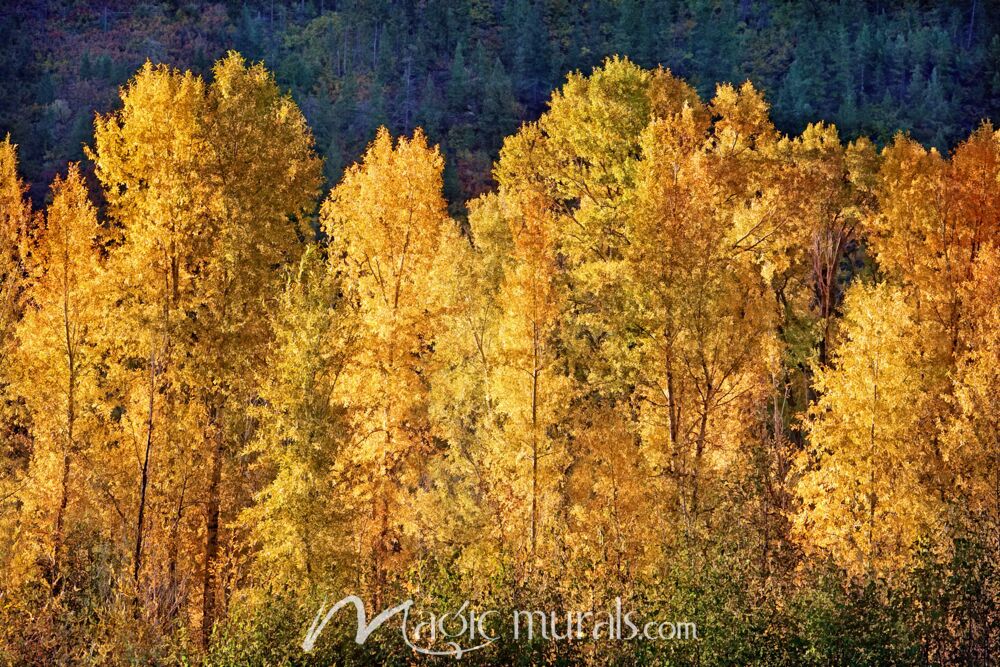 Aspens in Autumn III Wallpaper Wall Mural