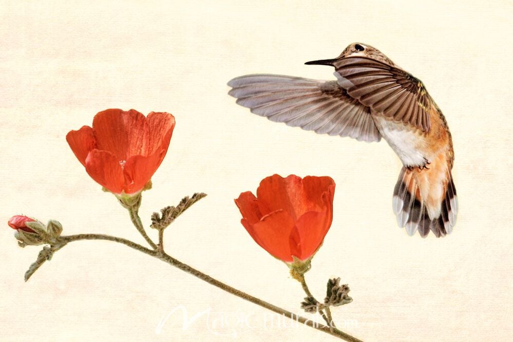 Hummingbird Desire II Wallpaper Wall Mural