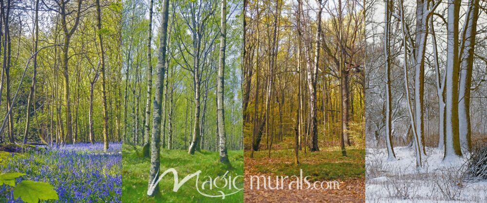 Forest In Four Seasons Wallpaper Wall Mural