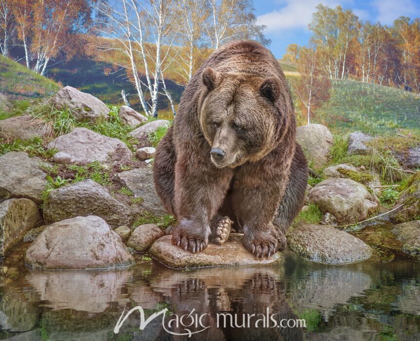 Bodacious Bear Three Wallpaper Wall Mural