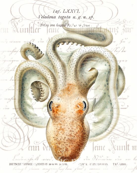 Octopus Two Wallpaper Wall Mural