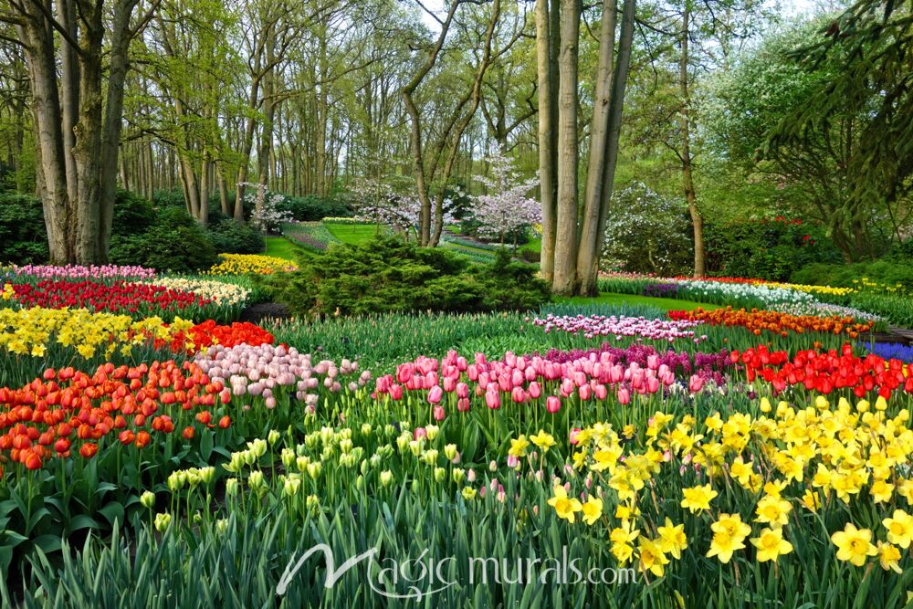 A colorful wallpaper mural featuring tulips and daffodils in Butchart Garden, British Columbia, Canada.