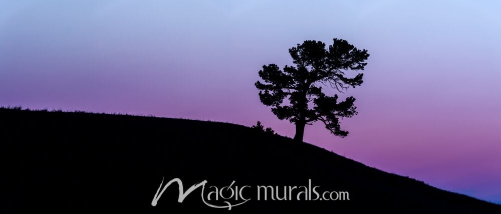 Limber Pine Sunset Silhouette 7665 Wallpaper Wall Mural