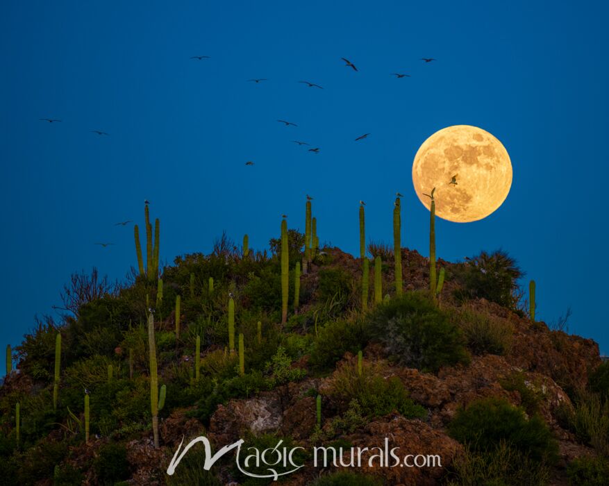 Full Moon Cactus Baja 8903 Wallpaper Wall Mural