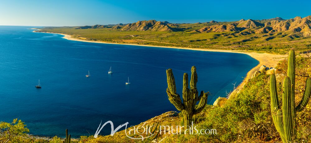 Los Frailes Bay Baja Cactus 8906 Wallpaper Wall Mural