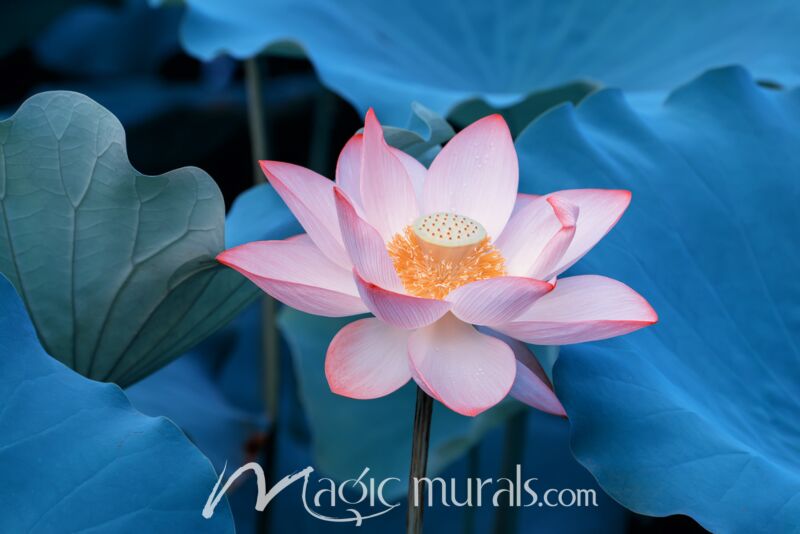 Blooming Lotus Flower 3427 Wallpaper Wall Mural