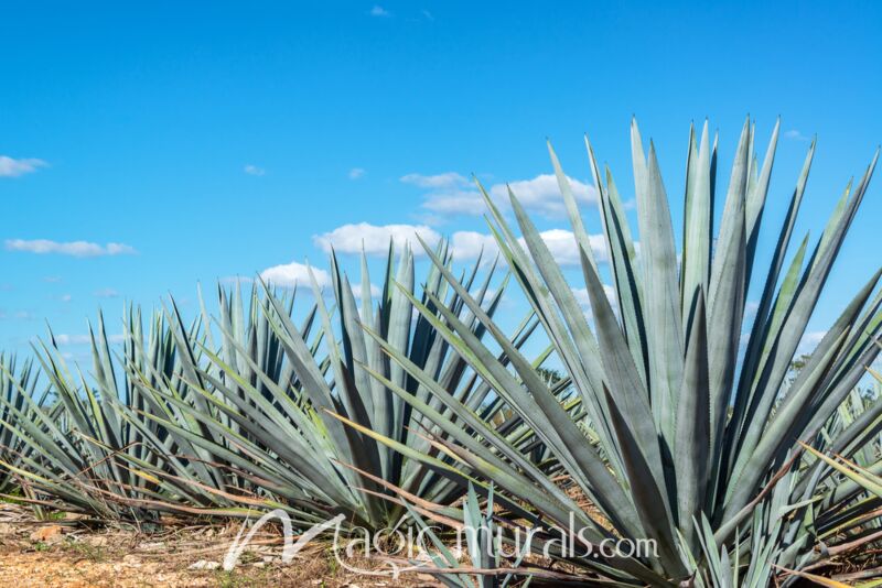 Blue Agave Field 9172 Wallpaper Wall Mural