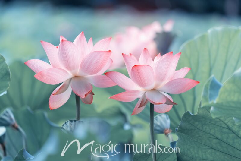 Pink Lotus Flower 3381 Wallpaper Wall Mural