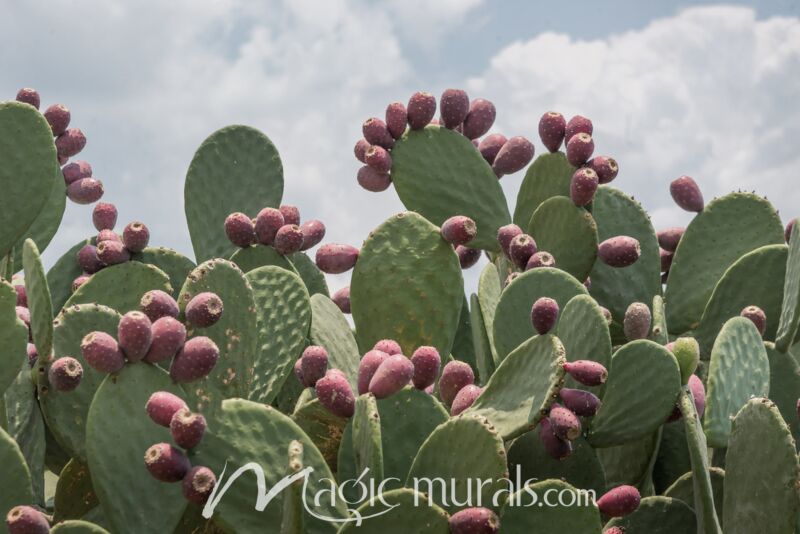 Tunas Are Prickly Pears 8230 Wallpaper Wall Mural