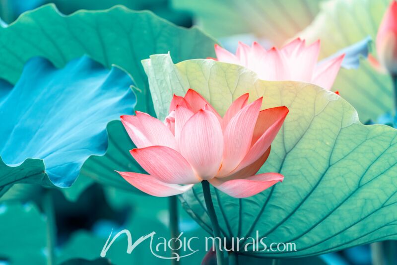 Blooming Lotus Flower 0911 Wallpaper Wall Mural