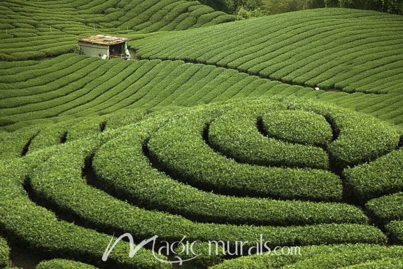 Ba Gua Taiwan Tea Plantation Wallpaper Wall Mural