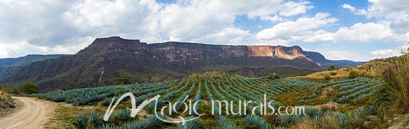 Jalisco Tequila Field 8922 Wallpaper Wall Mural