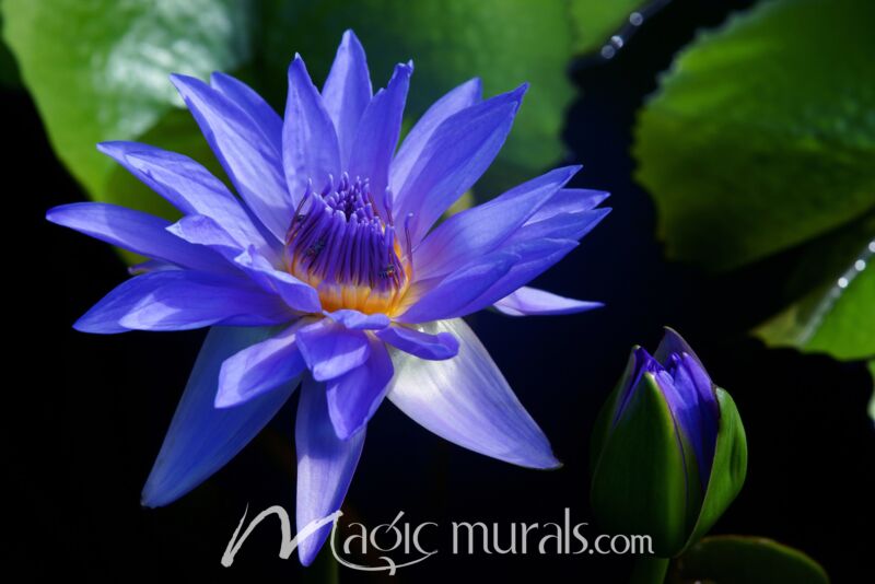 Blue Lotus on Pond 1301 Wallpaper Wall Mural