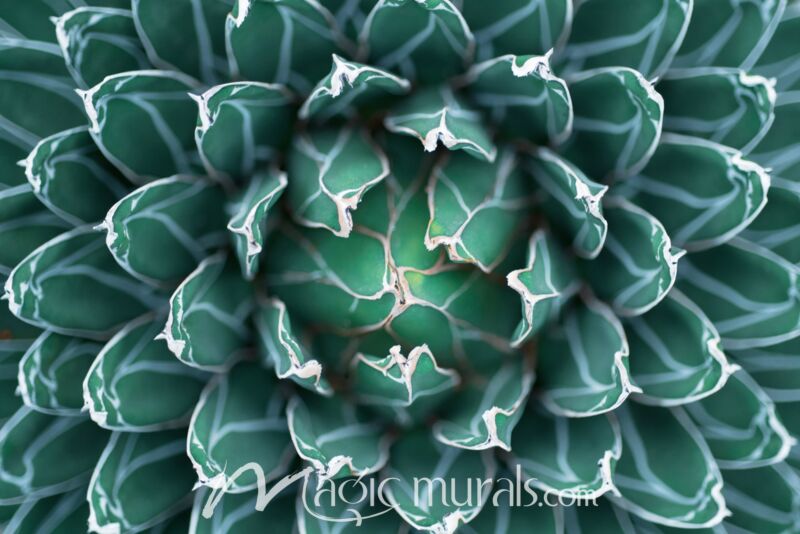 Agave Macro 2848 Wallpaper Wall Mural