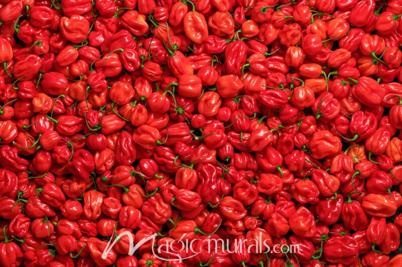 Habanero Peppers 1877 Wallpaper Wall Mural