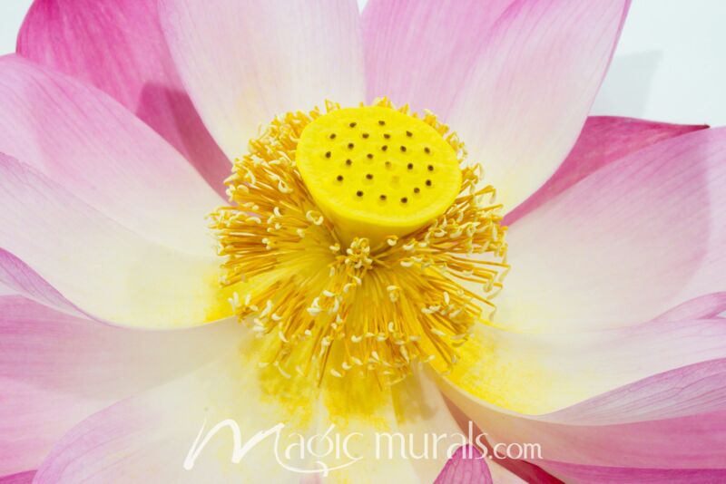 Lotus Flower 1047 Wallpaper Wall Mural