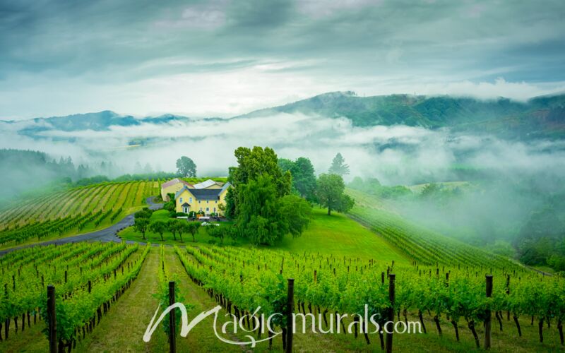 Vineyard in the Mist - Schwartz Wallpaper Wall Mural