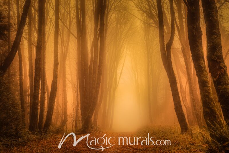 Light Through the Misty Trees I - Schwartz Wallpaper Wall Mural