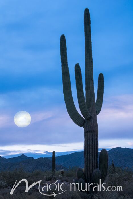 Cactus at Twilight - Schwartz Wallpaper Wall Mural