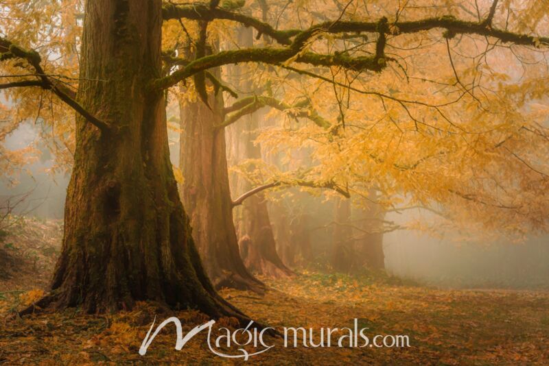 Dawn Redwoods in the Mist – Schwartz Wallpaper Wall Mural