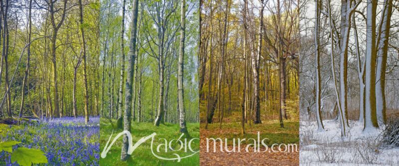 Forest In Four Seasons Wallpaper Wall Mural