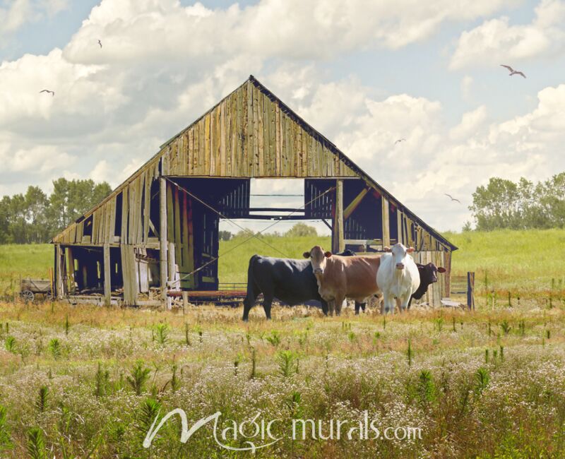 Bodacious Barn With Cows Wallpaper Wall Mural