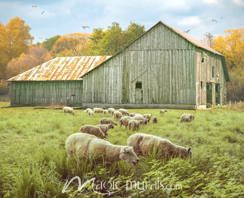 Bodacious Barn With Sheep Wallpaper Wall Mural