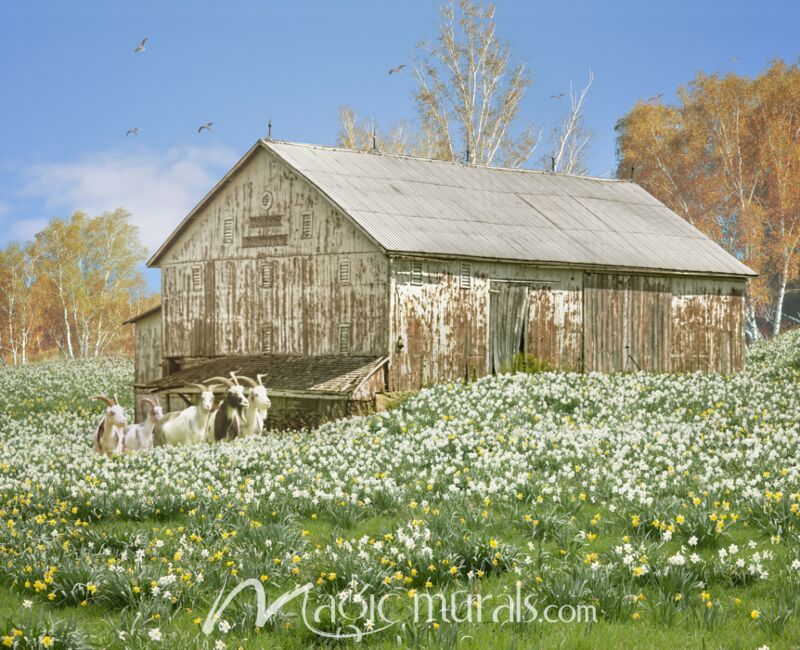 Bodacious Barn With Goats Wallpaper Wall Mural