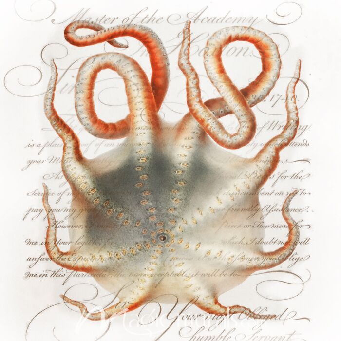 Octopus Three Wallpaper Wall Mural