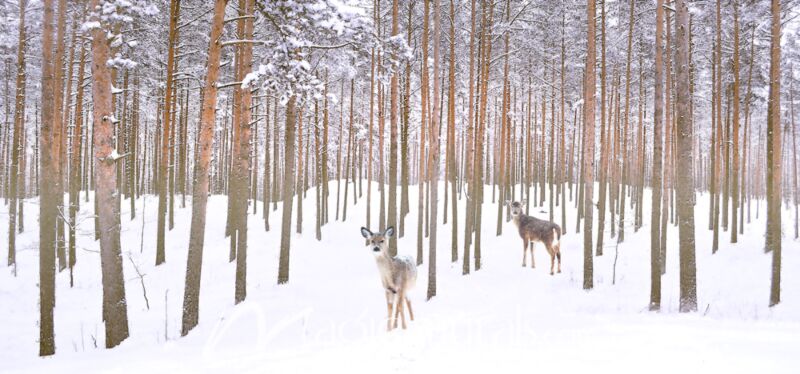 Wintry Partners Deer Wallpaper Wall Mural