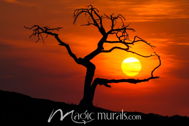 Sunset Tree Silhouette 7614 Wallpaper Wall Mural